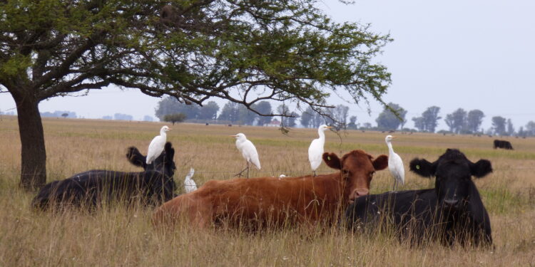 Un viaje al mundo de los pastizales con Israel Feldman: “No se pueden transformar dos millones de hectáreas del delta en una reserva natural”