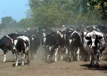 Arturo Videla regresó a la Dirección Nacional de Lechería: “Este sector mueve mucho en facturación y divisas, pero movería mucho más si se pusiera de acuerdo”