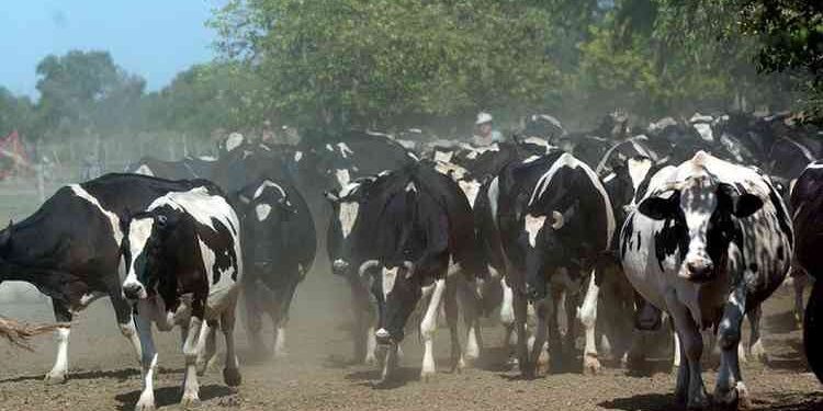 Arturo Videla regresó a la Dirección Nacional de Lechería: “Este sector mueve mucho en facturación y divisas, pero movería mucho más si se pusiera de acuerdo”