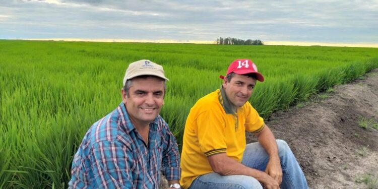 El entrerriano Víctor Odiard se cansó de pagar fortunas para regar y mudó su siembra de arroz a Corrientes
