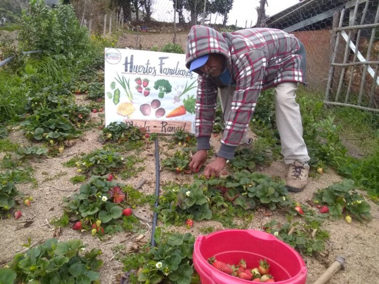 Yelmi Urrutia impulsa las huertas en Venezuela: “Hay una magia que se instala en las familias que deciden cultivar”