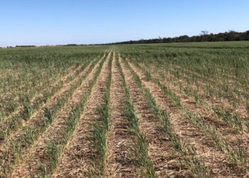 Sería un simpático chiste si no fuera real: Advierten que el campo del NOA está “crocante de seco”