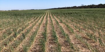 Sería un simpático chiste si no fuera real: Advierten que el campo del NOA está “crocante de seco”