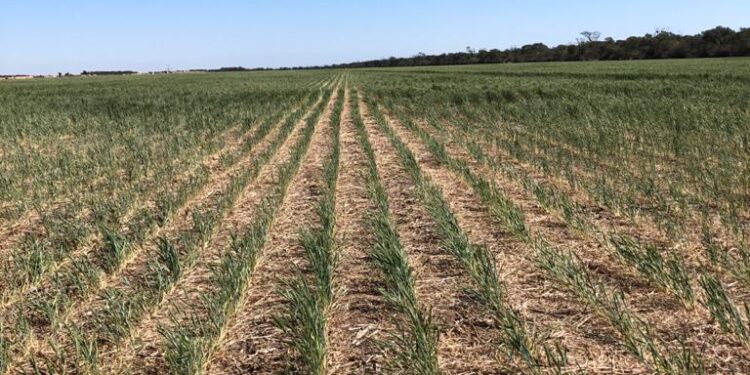 Sería un simpático chiste si no fuera real: Advierten que el campo del NOA está “crocante de seco”