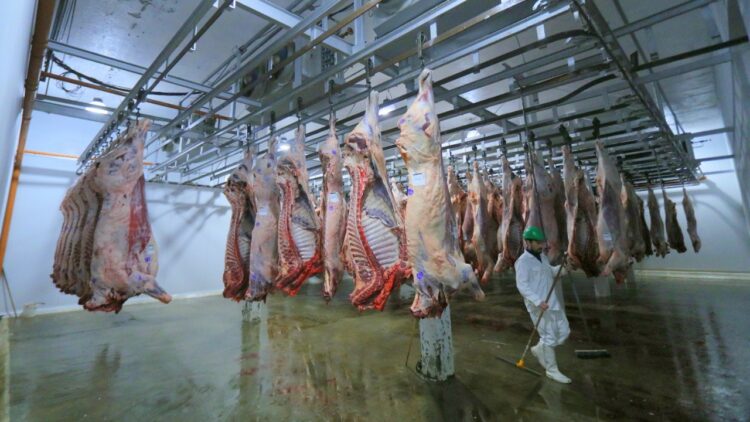 Llegaron a ser 400, luego resistieron 15 y ahora llegan a 80: El renacer de un frigorífico cooperativo en la Patagonia