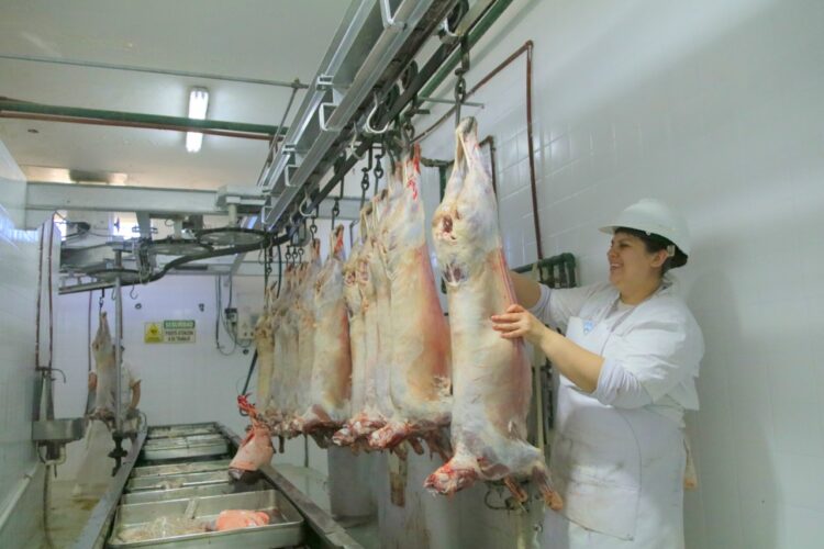 Llegaron a ser 400, luego resistieron 15 y ahora llegan a 80: El renacer de un frigorífico cooperativo en la Patagonia