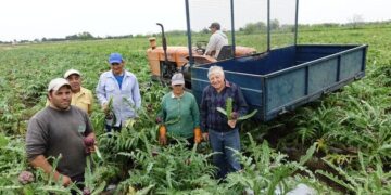El alcaucil resiste en tiempos de comida chatarra, y su tradicional fiesta también resiste a estos tiempos de coronavirus