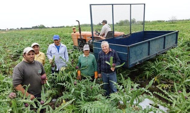 El alcaucil resiste en tiempos de comida chatarra, y su tradicional fiesta también resiste a estos tiempos de coronavirus