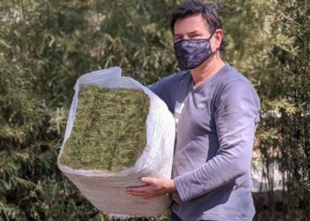 Alfalfa recontra compactada: una innovación de productores cordobeses con destino a Aruba