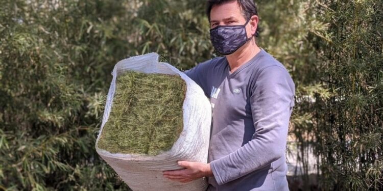 Alfalfa recontra compactada: una innovación de productores cordobeses con destino a Aruba