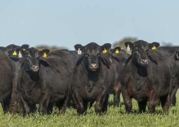 Los criadores de Angus llegaron al centenario: Manuel Olarra cuenta las claves para que siga siendo “la raza líder”