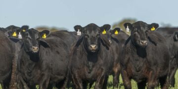 Los criadores de Angus llegaron al centenario: Manuel Olarra cuenta las claves para que siga siendo “la raza líder”