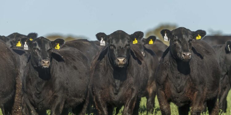 Los criadores de Angus llegaron al centenario: Manuel Olarra cuenta las claves para que siga siendo “la raza líder”