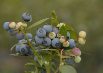 Como nike pero con a: La Facultad de Agronomía desarrolló una variedad argentina de arándanos