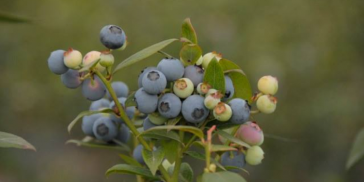 Como nike pero con a: La Facultad de Agronomía desarrolló una variedad argentina de arándanos