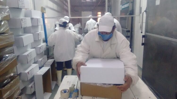 Los chivos del Impenetrable viajan a Bahamas sin escalas: Chaco retoma la exportación de carne caprina