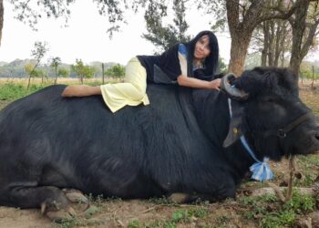 Nilda Silva vivía en la ciudad y terminó a cargo del único centro de inseminación bubalino: “Con los búfalos la clave es el cariño”, afirma