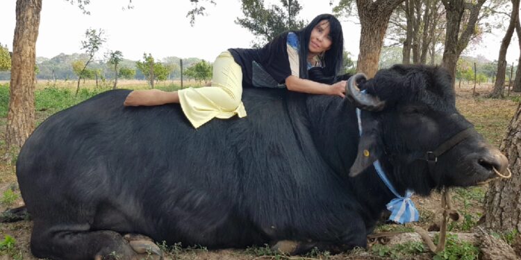 Nilda Silva vivía en la ciudad y terminó a cargo del único centro de inseminación bubalino: “Con los búfalos la clave es el cariño”, afirma