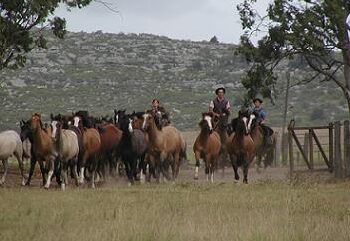 En el día nacional del caballo, Raúl Etchebehere explica la pasión de los criadores: “Pasa por el corazón, no por el bolsillo”