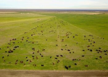 Jornada ganadera del IPCVA en Río Negro: Contrastes entre un presente con muchas limitaciones y un futuro explosivo con manejo holístico y áreas bajo riego