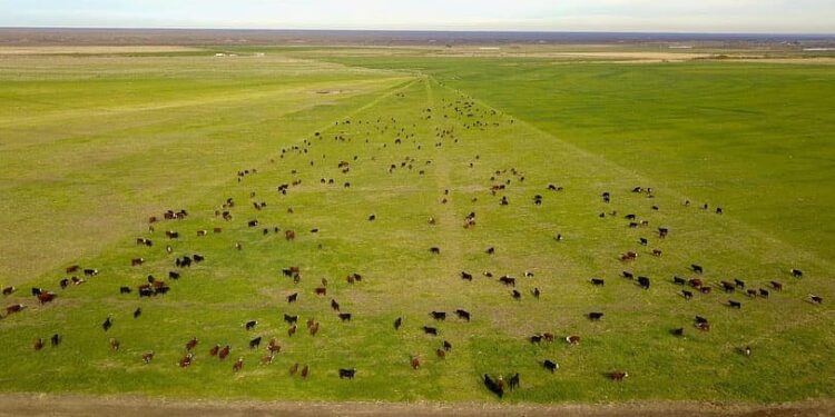 Jornada ganadera del IPCVA en Río Negro: Contrastes entre un presente con muchas limitaciones y un futuro explosivo con manejo holístico y áreas bajo riego
