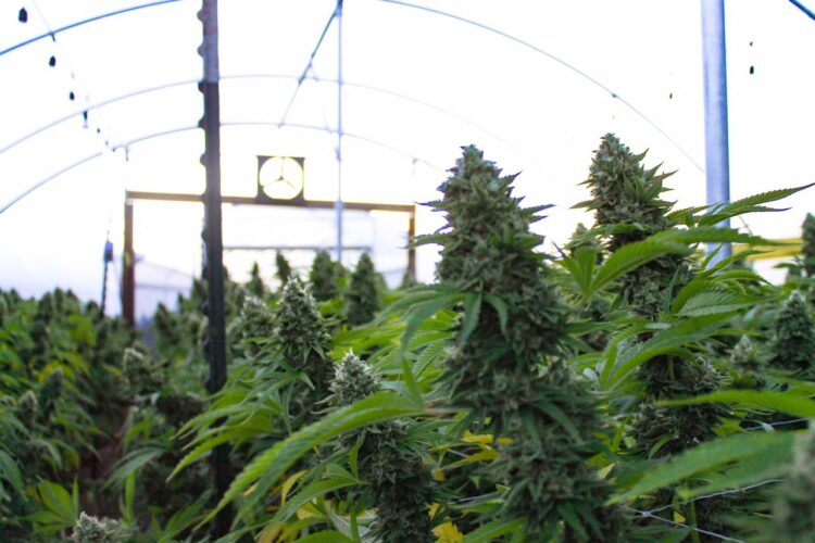 Fabio Tagliaferri es experto cultivador de cannabis: “Que esté prohibido el cáñamo es como prohibir el maíz o el algodón”