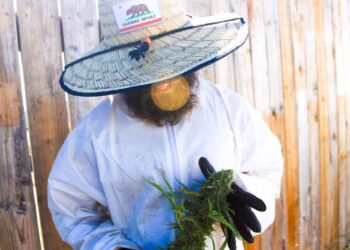 Fabio Tagliaferri es experto cultivador de cannabis: “Que esté prohibido el cáñamo es como prohibir el maíz o el algodón”
