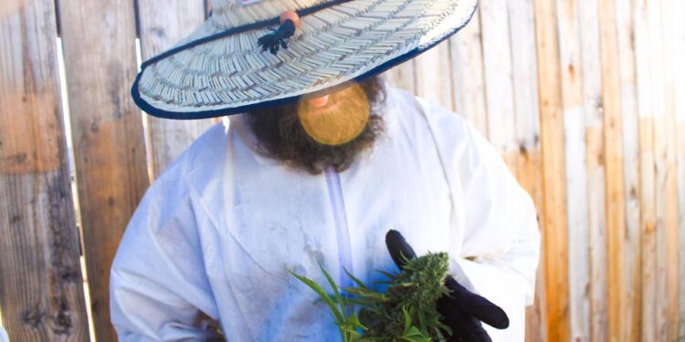 Fabio Tagliaferri es experto cultivador de cannabis: “Que esté prohibido el cáñamo es como prohibir el maíz o el algodón”