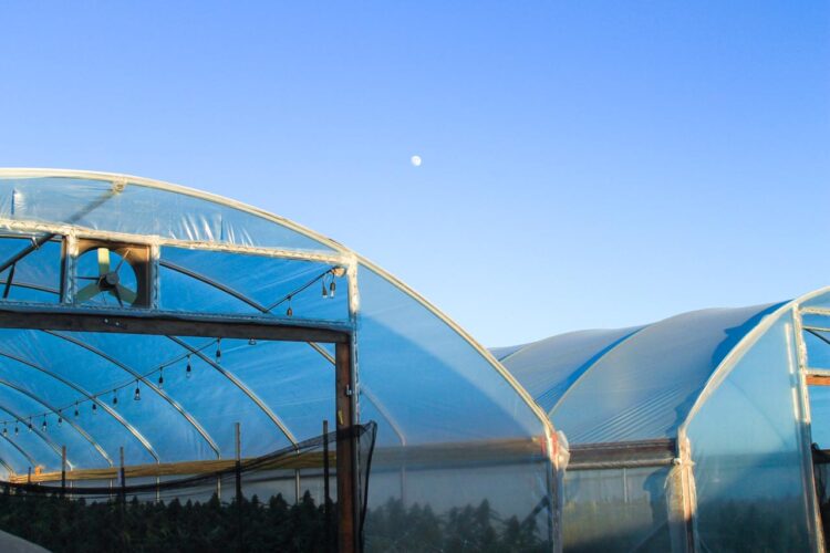 Fabio Tagliaferri es experto cultivador de cannabis: “Que esté prohibido el cáñamo es como prohibir el maíz o el algodón”