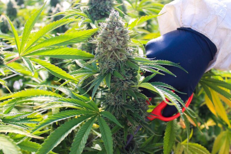 Fabio Tagliaferri es experto cultivador de cannabis: “Que esté prohibido el cáñamo es como prohibir el maíz o el algodón”