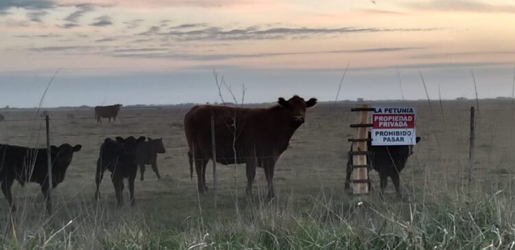 Intentaron usurpar un campo con participación de algunos policías: “Lo que se está viviendo es una locura”, dijo la productora Lorena del Río
