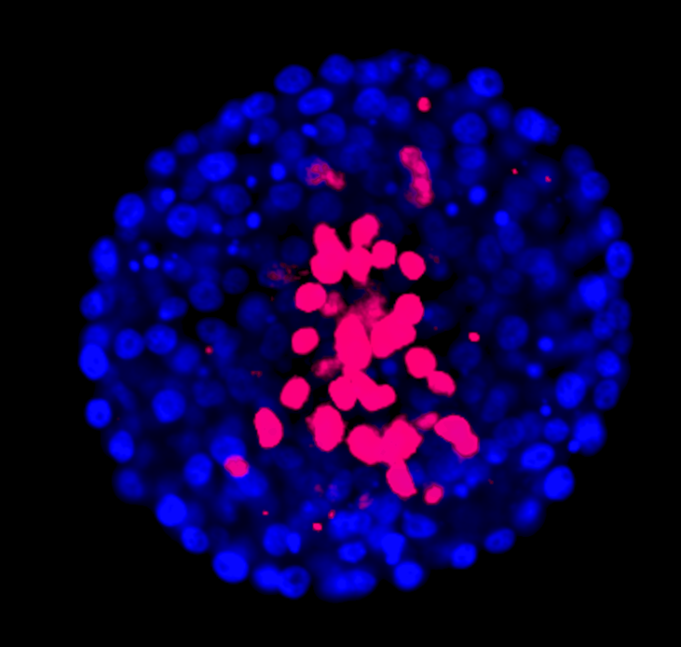 En la Fauba se animan a clonar lo que venga: Cebras, rinocerontes, burros y cebrallos, que son mezcla de cebra y caballo