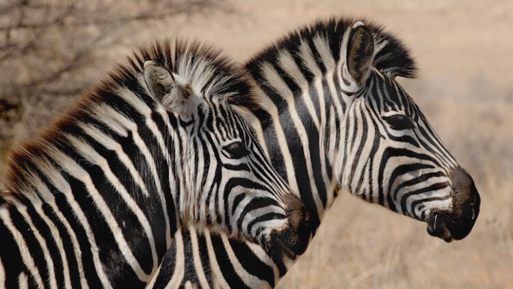 En la Fauba se animan a clonar lo que venga: Cebras, rinocerontes, burros y cebrallos, que son mezcla de cebra y caballo