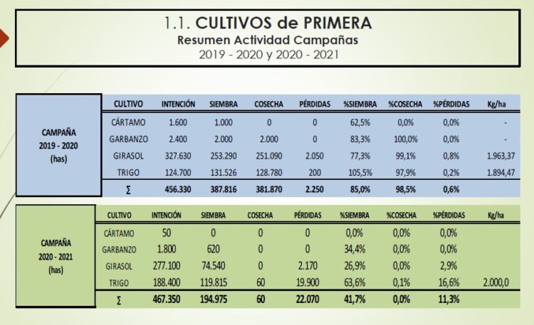 Ya dan por perdida la campaña de girasol en el norte: Pasamos de un año con producción récord a un rotundo fracaso