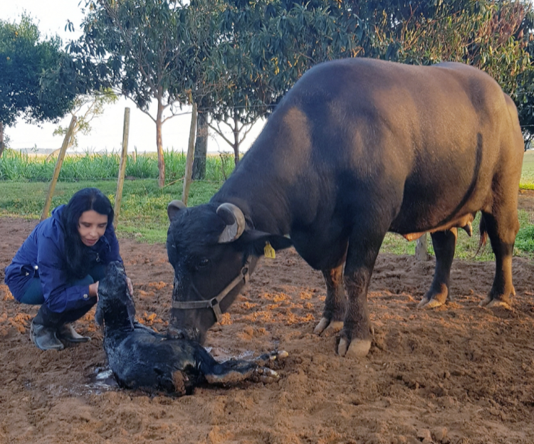 Nilda Silva vivía en la ciudad y terminó a cargo del único centro de inseminación bubalino: “Con los búfalos la clave es el cariño”, afirma