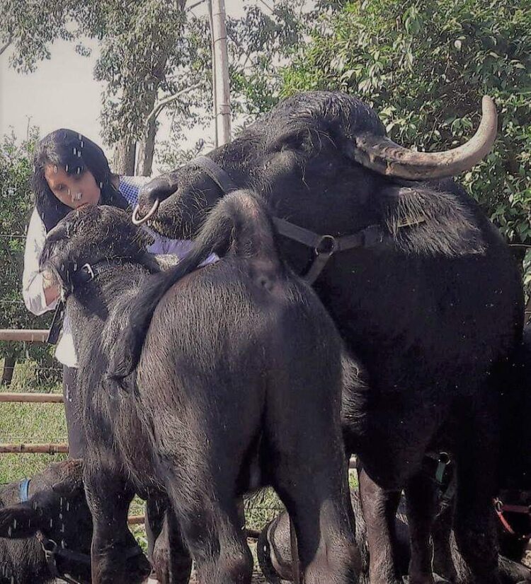 Nilda Silva vivía en la ciudad y terminó a cargo del único centro de inseminación bubalino: “Con los búfalos la clave es el cariño”, afirma