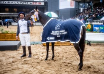 Todo bicho que camina va a parar al domador: Fabricio García amansó hasta los clones de la yegua favorita de Cambiaso