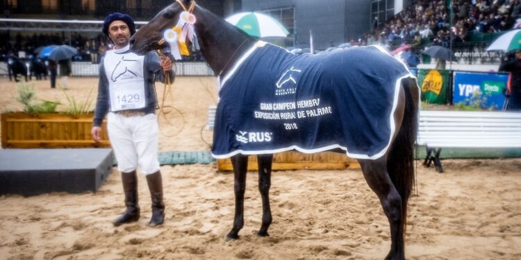 Todo bicho que camina va a parar al domador: Fabricio García amansó hasta los clones de la yegua favorita de Cambiaso