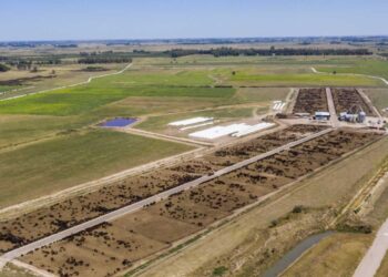 Impacto ambiental y distancia de los pueblos: Los feedlot bonaerenses negocian una regulación que sirva para todos