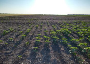 Ya dan por perdida la campaña de girasol en el norte: Pasamos de un año con producción récord a un rotundo fracaso