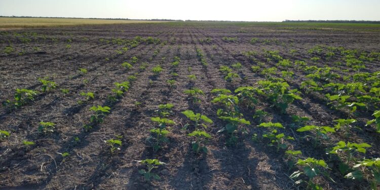 Ya dan por perdida la campaña de girasol en el norte: Pasamos de un año con producción récord a un rotundo fracaso