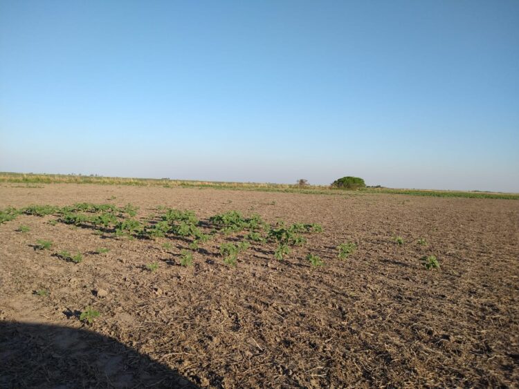 Ya dan por perdida la campaña de girasol en el norte: Pasamos de un año con producción récord a un rotundo fracaso