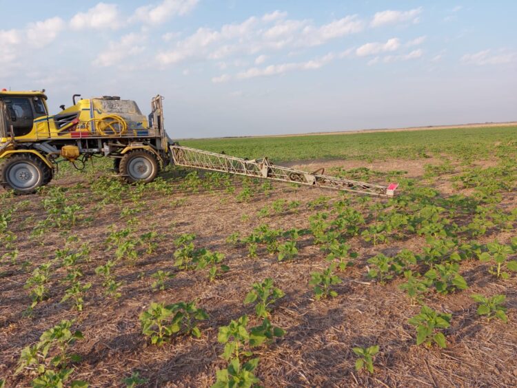 Ya dan por perdida la campaña de girasol en el norte: Pasamos de un año con producción récord a un rotundo fracaso
