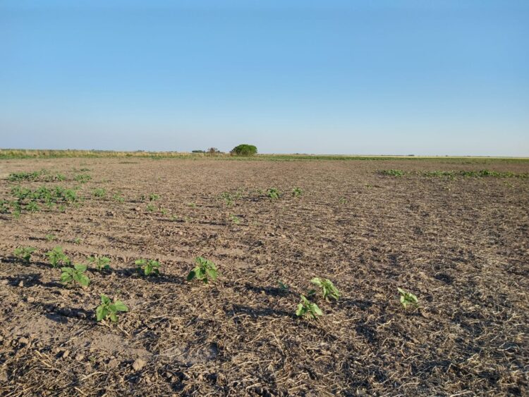 Ya dan por perdida la campaña de girasol en el norte: Pasamos de un año con producción récord a un rotundo fracaso