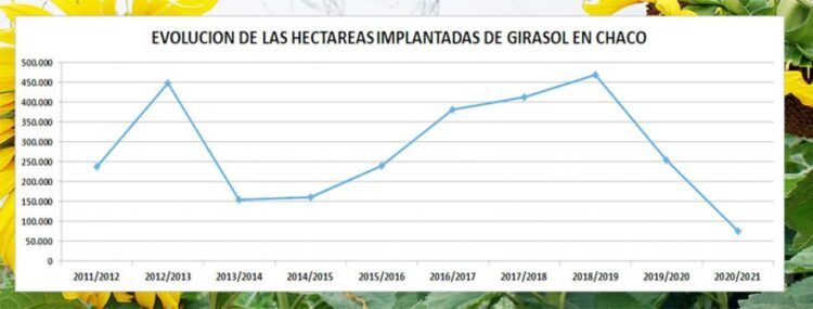 Ya dan por perdida la campaña de girasol en el norte: Pasamos de un año con producción récord a un rotundo fracaso
