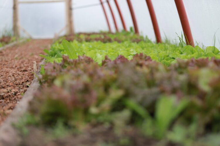 Río Negro lanzó un programa para construir mil invernaderos: El objetivo es lograr familias que produzcan sus propias verduras