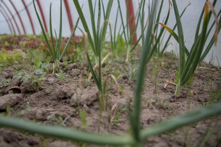 Río Negro lanzó un programa para construir mil invernaderos: El objetivo es lograr familias que produzcan sus propias verduras