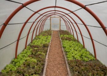 Río Negro lanzó un programa para construir mil invernaderos: El objetivo es lograr familias que produzcan sus propias verduras