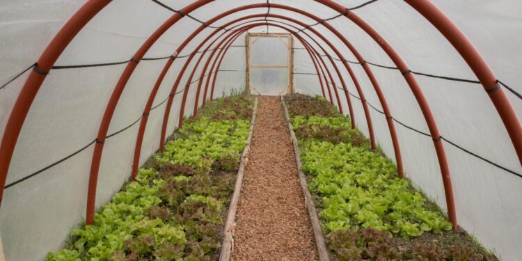 Río Negro lanzó un programa para construir mil invernaderos: El objetivo es lograr familias que produzcan sus propias verduras