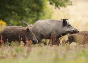 Aumentan los casos de Peste Porcina Africana en Alemania: A ocho días de la primera declaración, confirmaron doce casos más